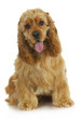 cocker spaniel