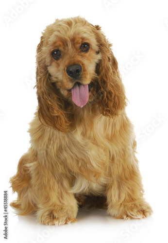 Photo: cocker spaniel cocker spaniel