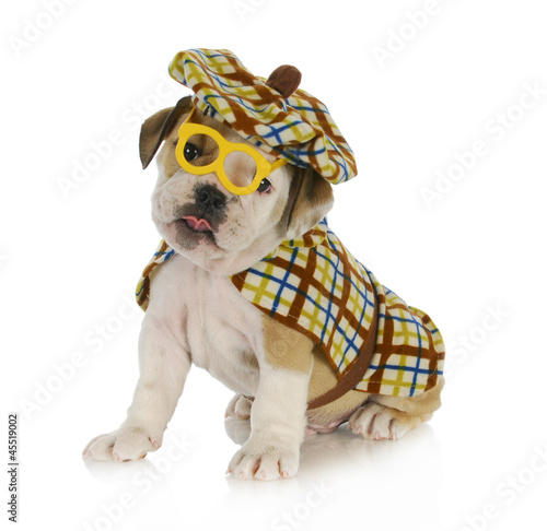 Photo: sherlock holmes puppy sherlock holmes puppy
