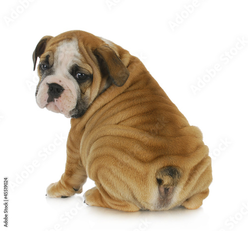 Photo: cute puppy cute puppy