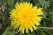 Löwenzahn, Taraxacum