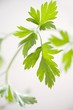 Fresh parsley