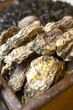 Oysters