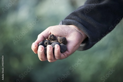 Photo: A hand holding black truffles A hand holding black truffles