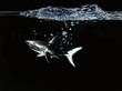 A shark under water