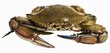 Foto: Crabs Crabs
