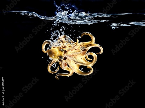 Photo: An octopus in water An octopus in water