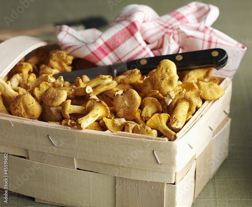 Photo: Fresh chanterelle mushrooms in a wooden basket with a knife and a dish cloth Fresh chanterelle mushrooms in a wooden basket with a knife and a dish cloth