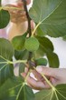 A woman showing figs on a tree