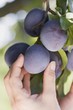 A hand reaching for plums on a tree