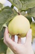 A hand reaching for a quince on a tree