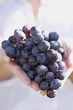 Hands holding red wine grapes