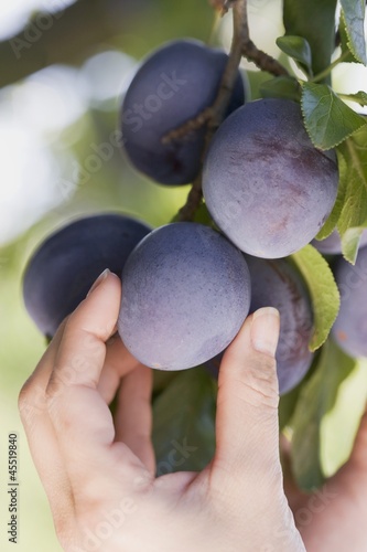 Photo: A hand reaching for plums on a tree A hand reaching for plums on a tree