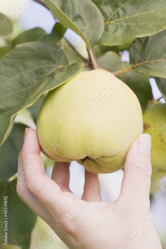 Photo: A hand reaching for a quince on a tree A hand reaching for a quince on a tree