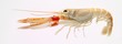 A Norway lobster