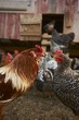 Rooster and Chickens; Hen House