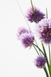 Chive flowers