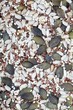 Various seeds and linseeds (macro-zoom)