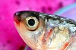 A red snapper head