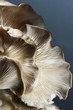 Brown Oyster Mushroom; Close Up