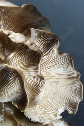 Photo: Brown Oyster Mushroom; Close Up Brown Oyster Mushroom; Close Up