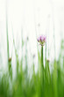 Flowering chives