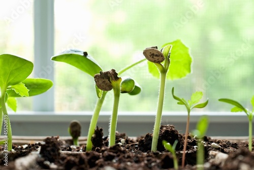 Photo: Zucchini Seedlings in a Window Sill Zucchini Seedlings in a Window Sill