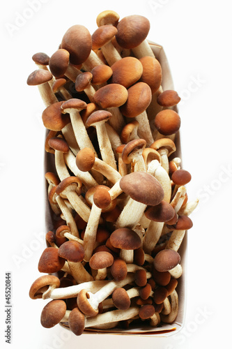 Photo: Fresh pioppino mushrooms in cardboard container Fresh pioppino mushrooms in cardboard container