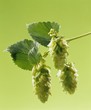 Sprig of hops
