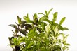 Swiss mint, pineapple mint, chocolate mint and curly mint