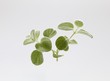 Dittany of Crete (Origanum dictamnus)