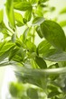 Oregano
