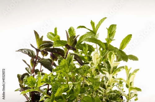 Photo: Swiss mint, pineapple mint, chocolate mint and curly mint Swiss mint, pineapple mint, chocolate mint and curly mint