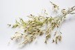 Ears of oats