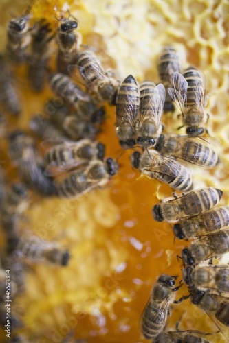 Photo: Honeycomb with bees (close-up) Honeycomb with bees (close-up)