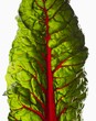 Red Chard Leaf (Close-up)