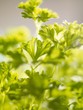 Curly parsley (close-up)