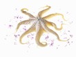 Photo: An octopus and lilac flowers An octopus and lilac flowers
