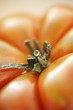Single Ugly Tomato on White