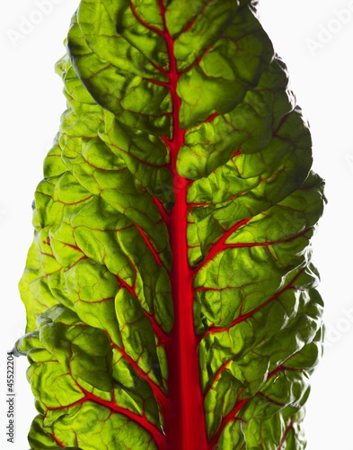 Photo: Red Chard Leaf (Close-up) Red Chard Leaf (Close-up)