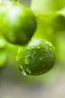 Unripe oranges with drops of water