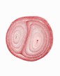 Fresh Shallot Slice; White Background