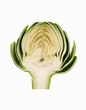 Half of a Fresh Artichoke