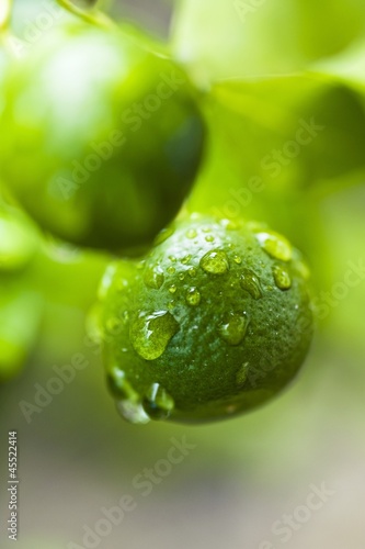 Photo: Unripe oranges with drops of water Unripe oranges with drops of water