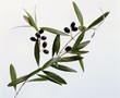 Olives on branch