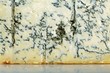 Gorgonzola (close-up)