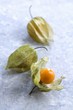 Physalis