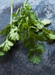 Fresh coriander