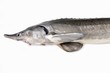 A fresh sturgeon