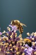 A bee on a lavender flower